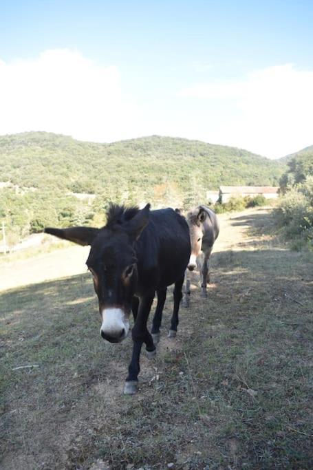 Gite A La Ferme Avec Jacuzzi Et Sauna Villefloure Kültér fotó