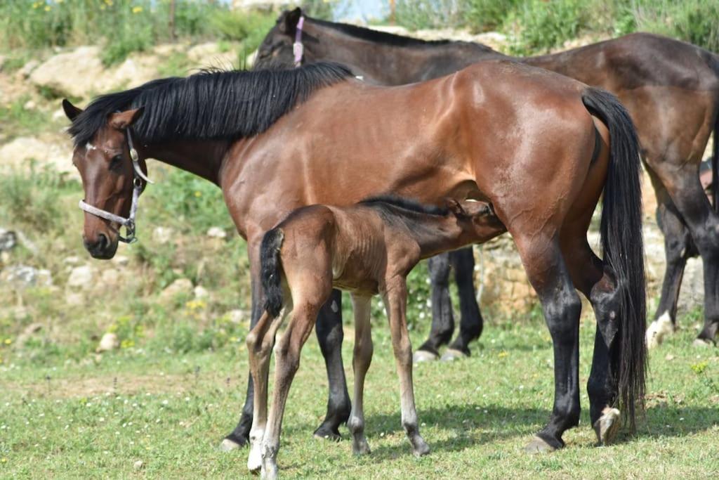 Gite A La Ferme Avec Jacuzzi Et Sauna Villefloure Kültér fotó
